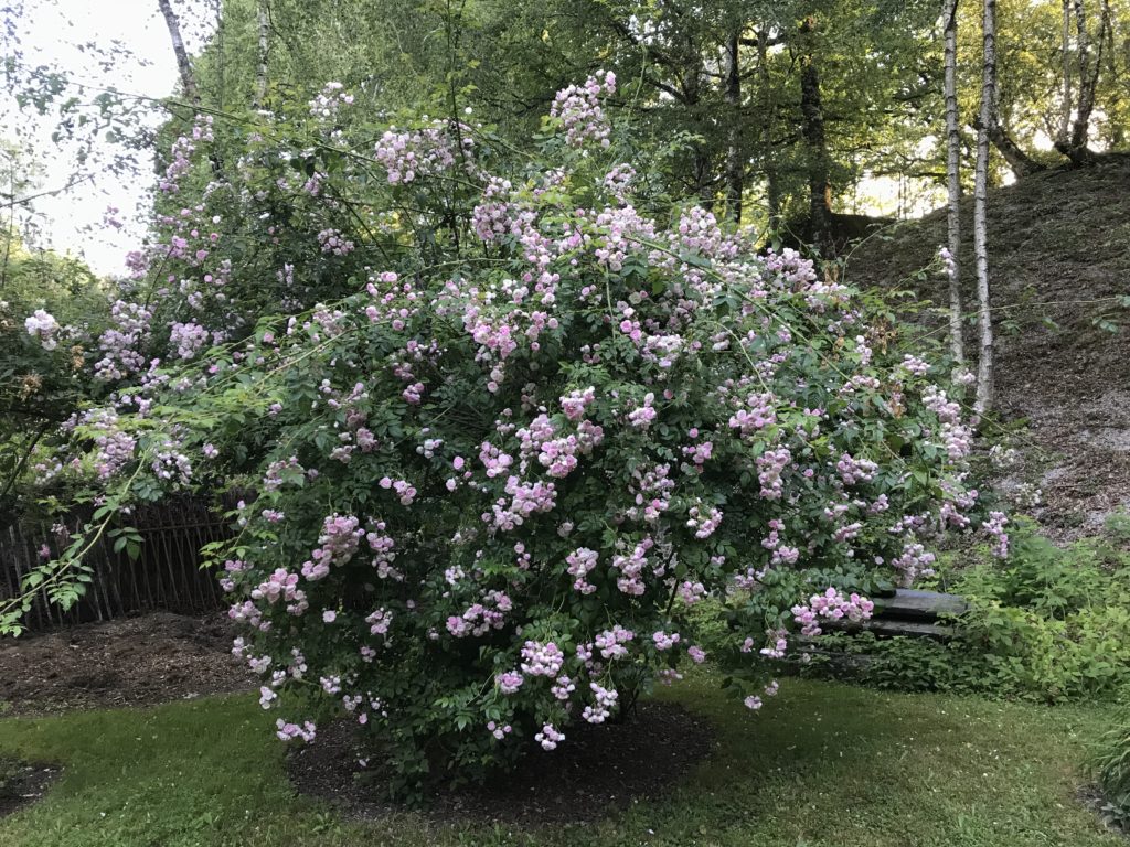 jardin agnes 02