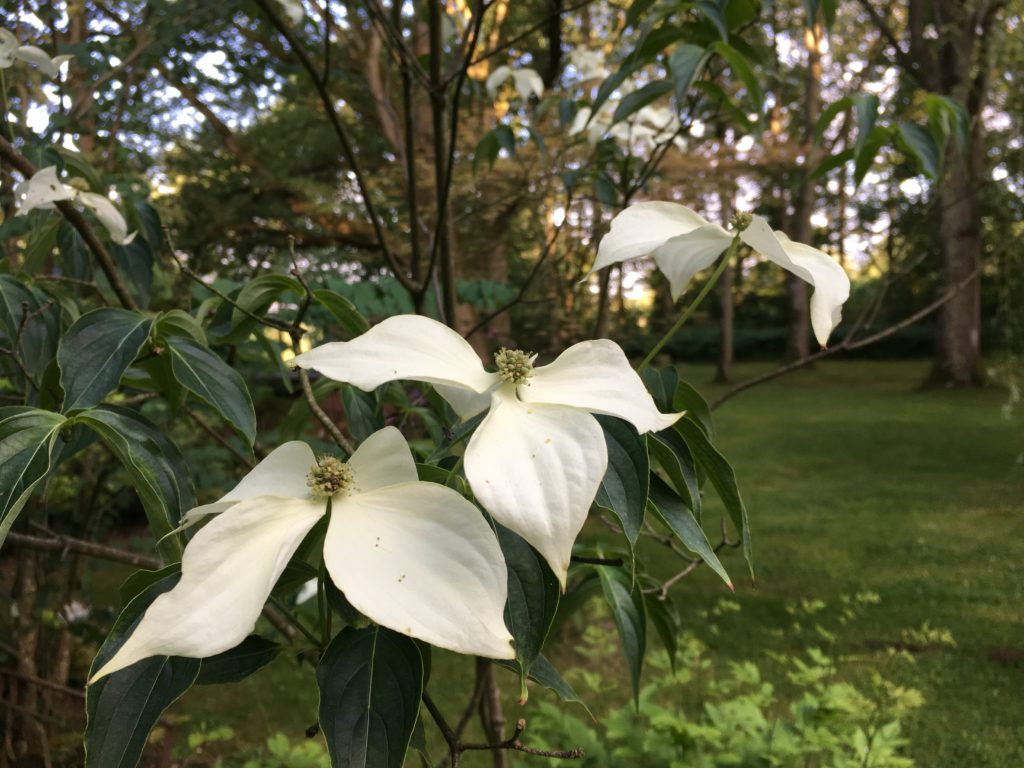 jardin agnes 10