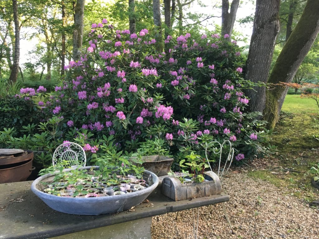jardin agnes 12